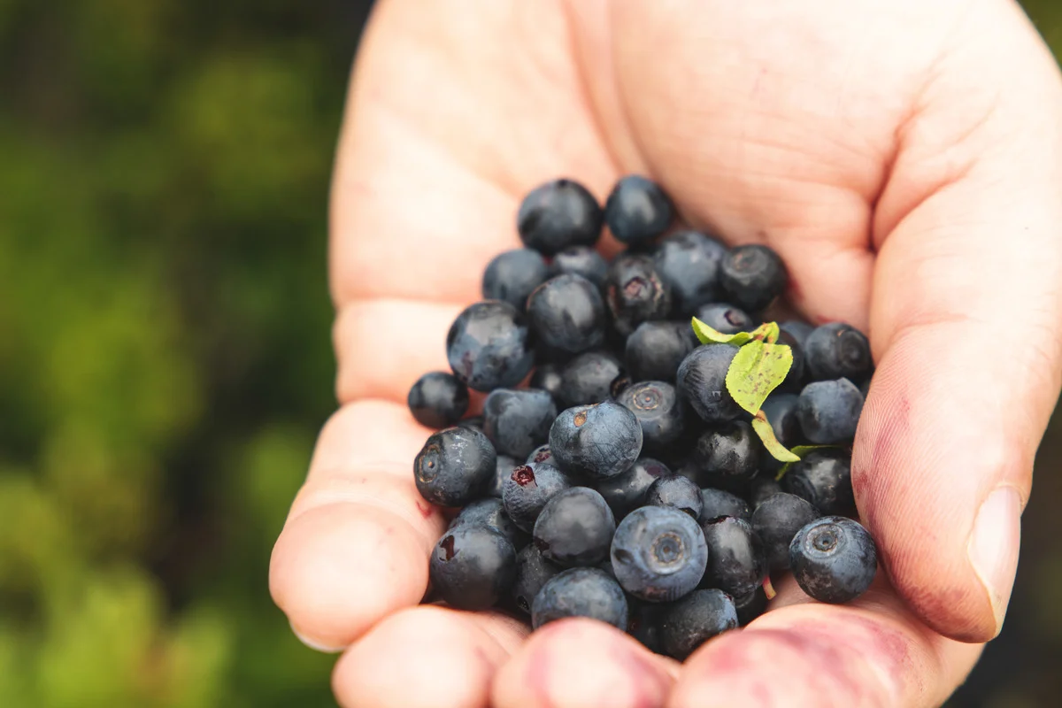 Користь і шкода чорниці — кому можна та не можна їсти ягоду?