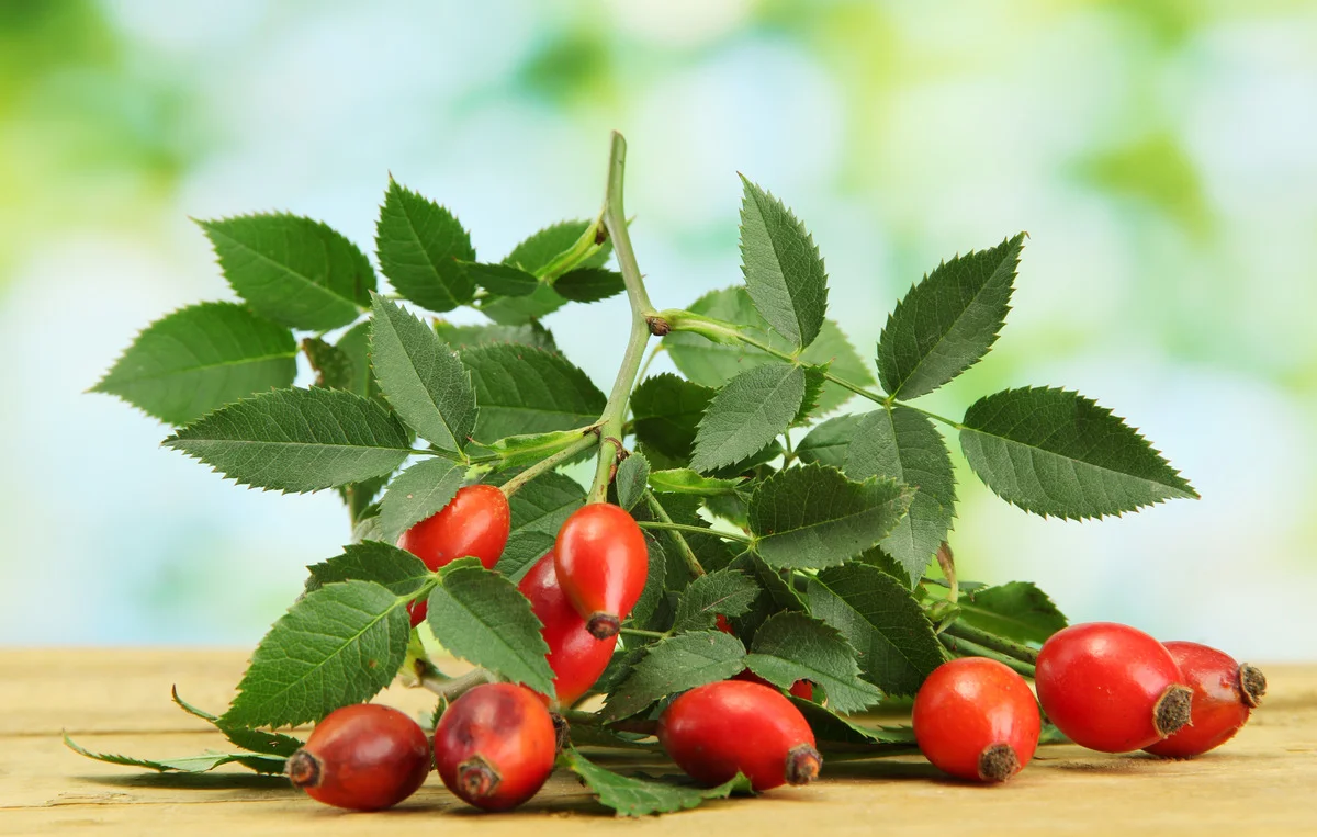 Застуда не минає. Шипшина може допомогти?