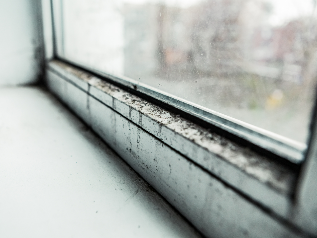 Як позбутися цвілі в будинку?