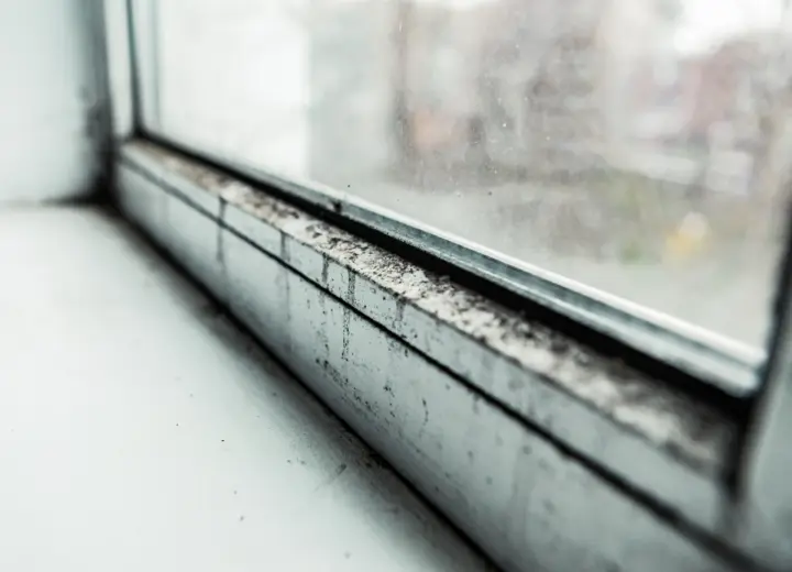 Як позбутися цвілі в будинку?