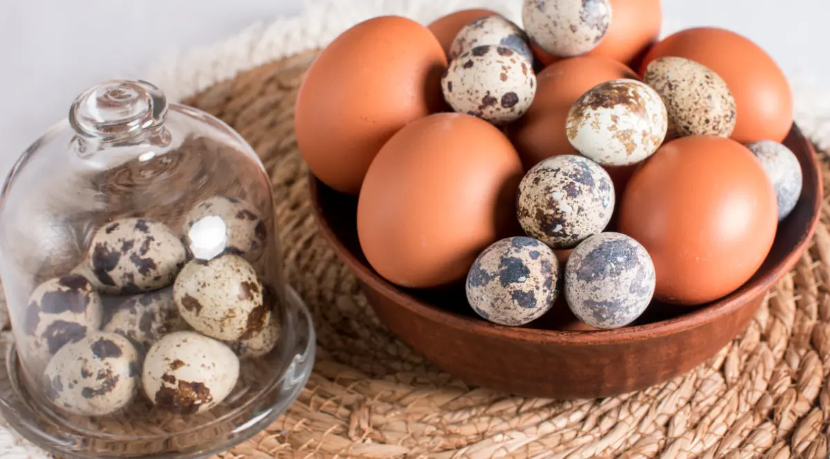 Перепелиные или куриные — какие яйца полезнее?