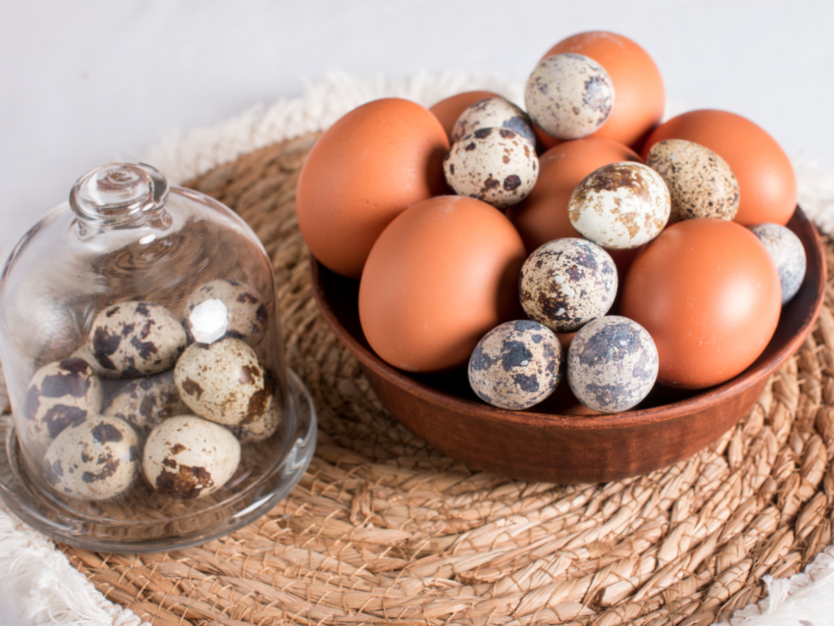 Перепелині чи курячі — які яйця корисніші?
