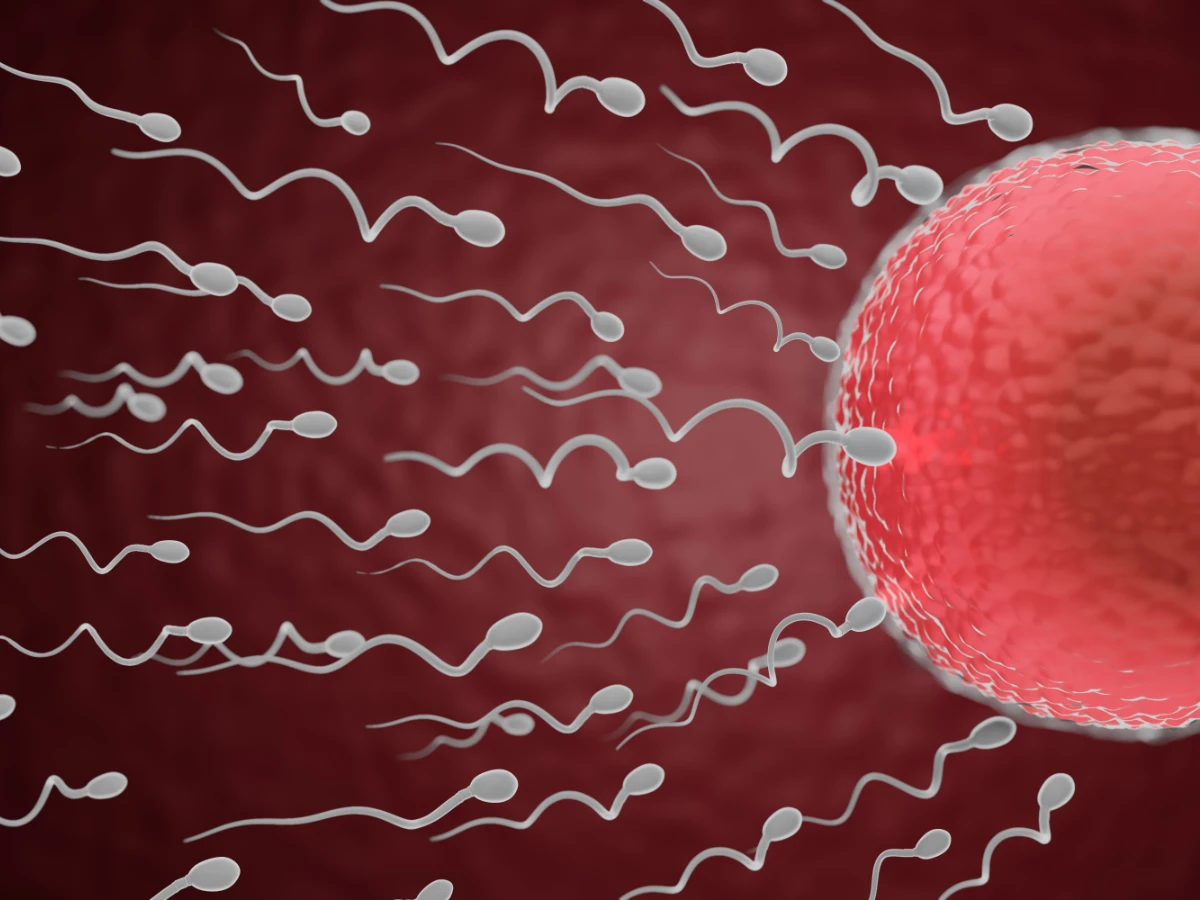 Не вдається стати батьком. Як покращити якість сперми?