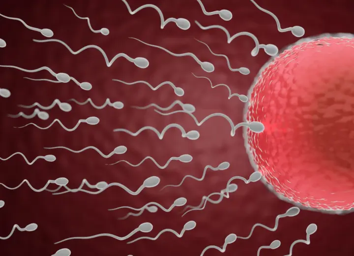 Не вдається стати батьком. Як покращити якість сперми?