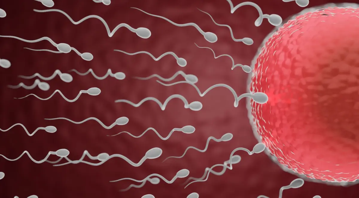 Не получается стать отцом. Как улучшить качество спермы?