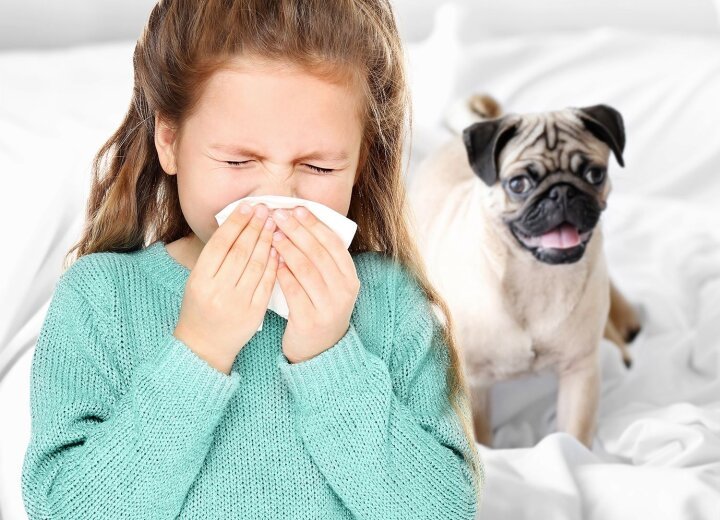 Как лечить аллергию на животных?