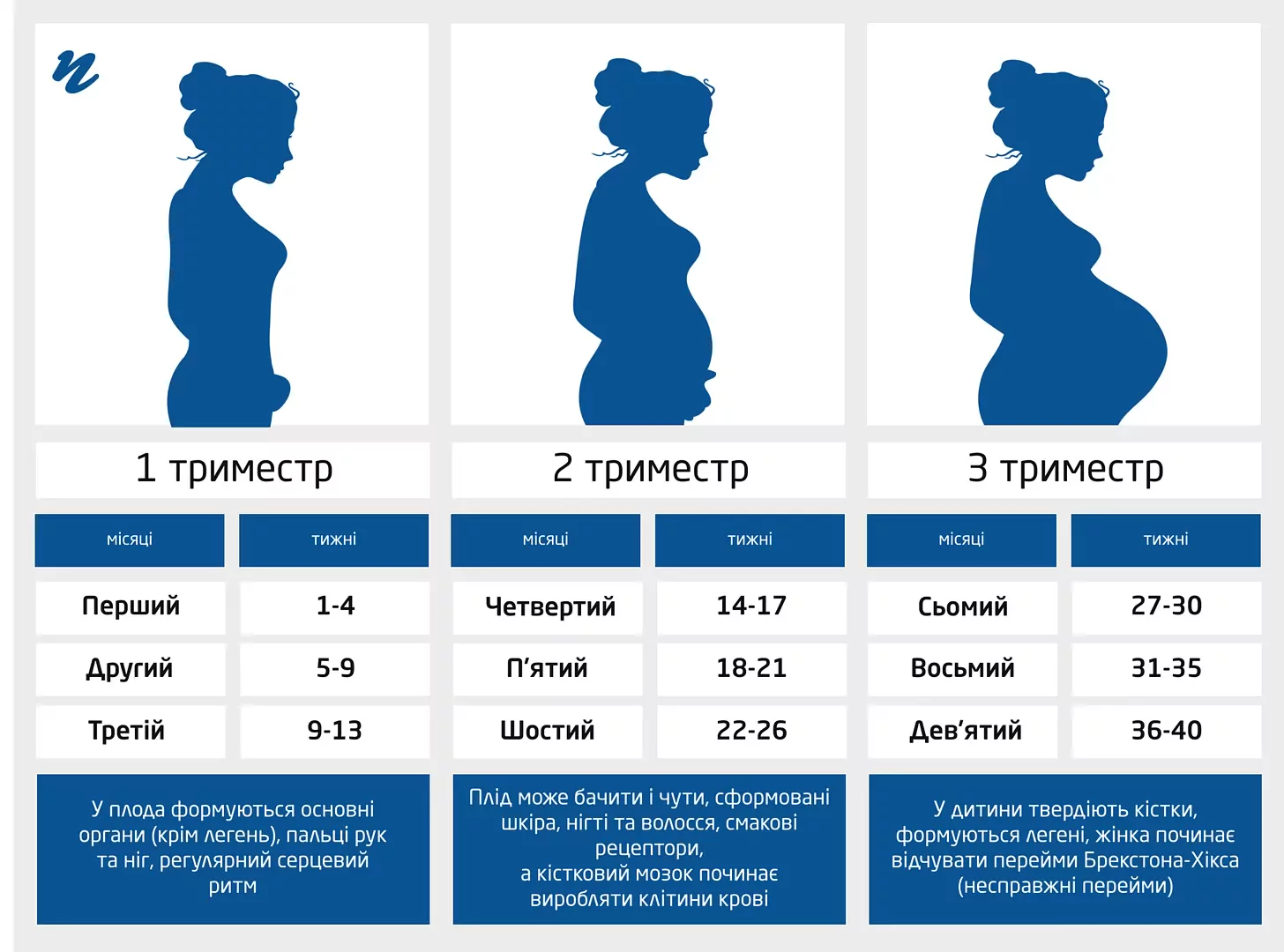 6 неделя беременности