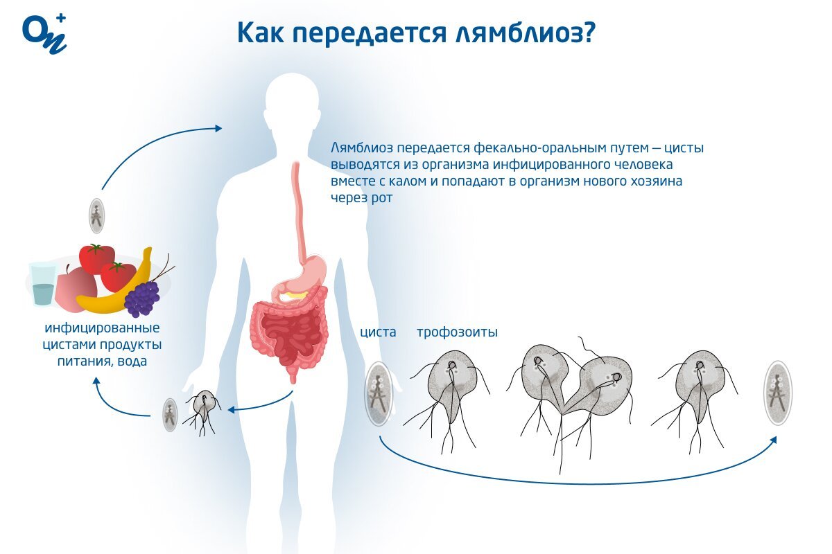 Лечение лямблиоза (гиардиаза)