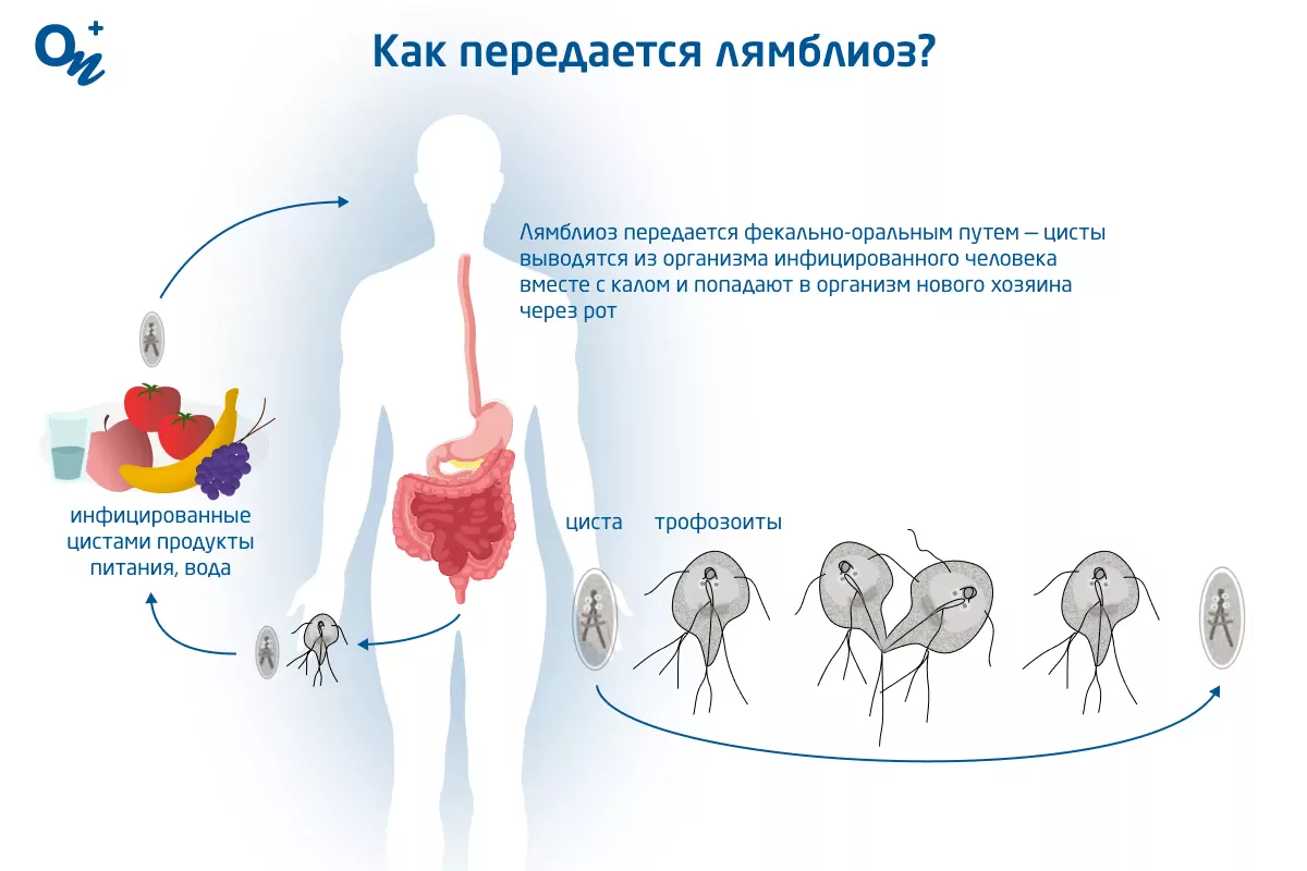 Так ли страшны эти лямблии?