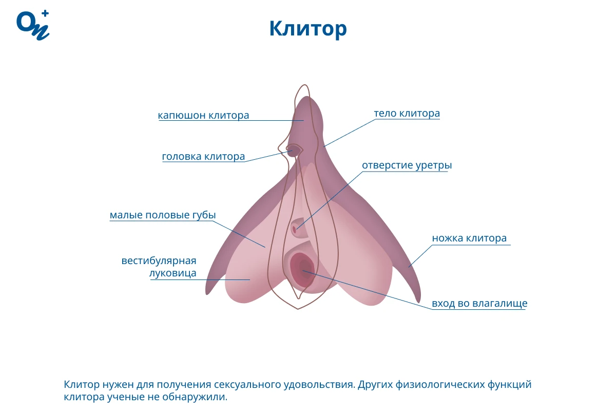 Клитор