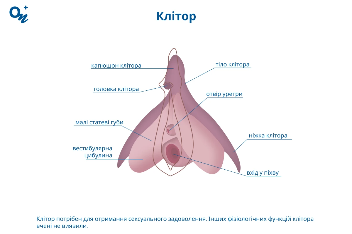 Клітор