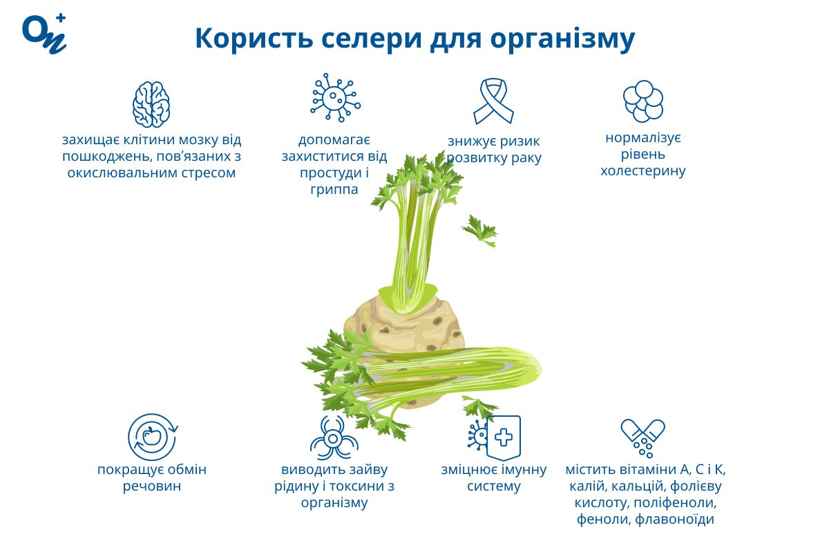 Користь селери для організму