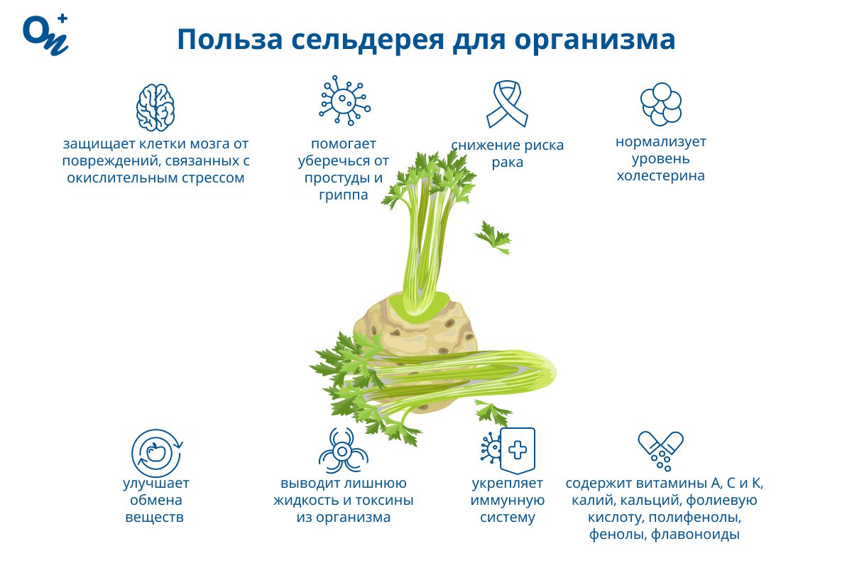 Польза сельдерея для организма