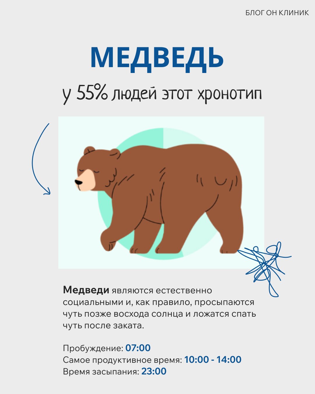 Хронотип «Медведь»