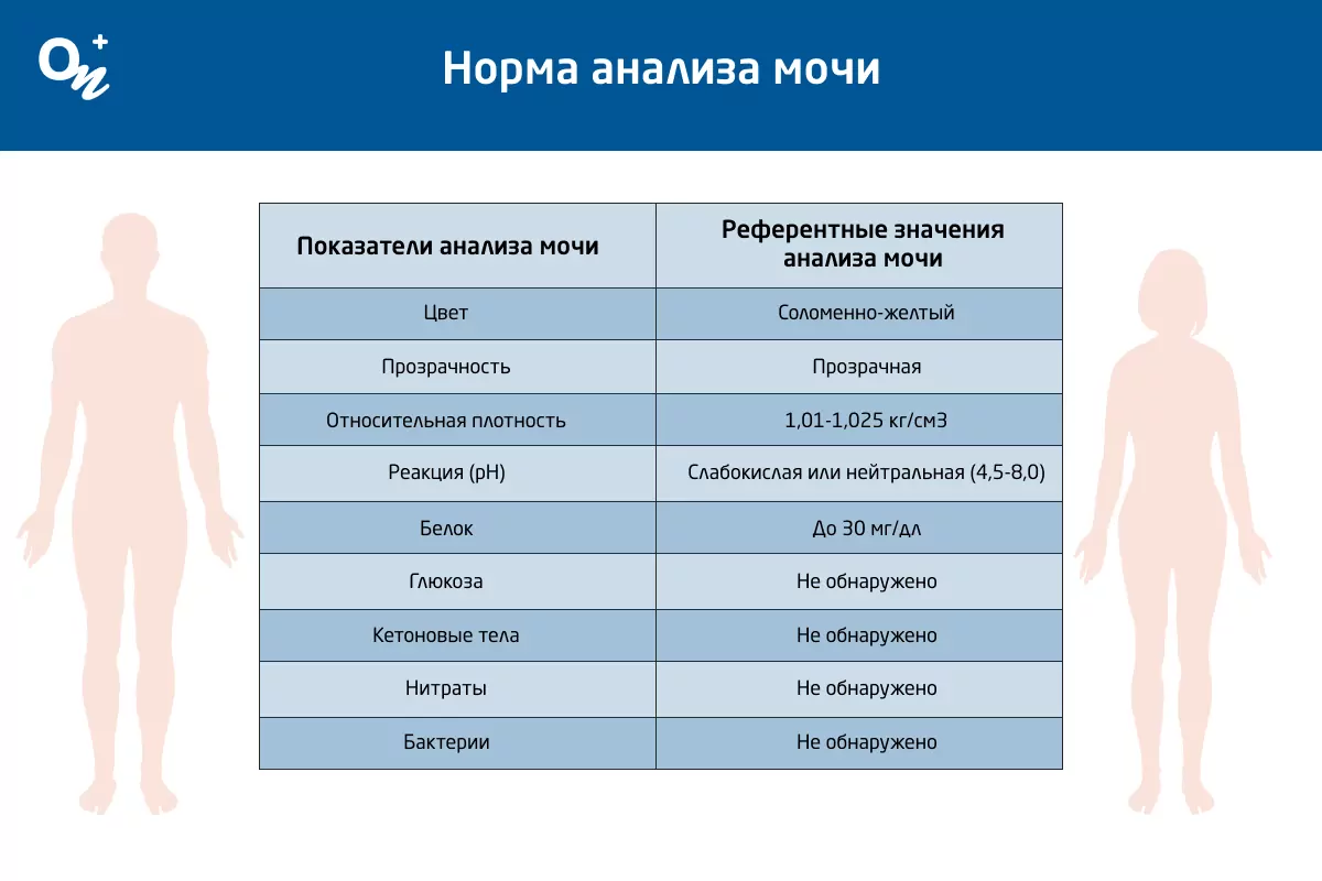 Анализ мочи при беременности - какие бывают и какие следует сдать