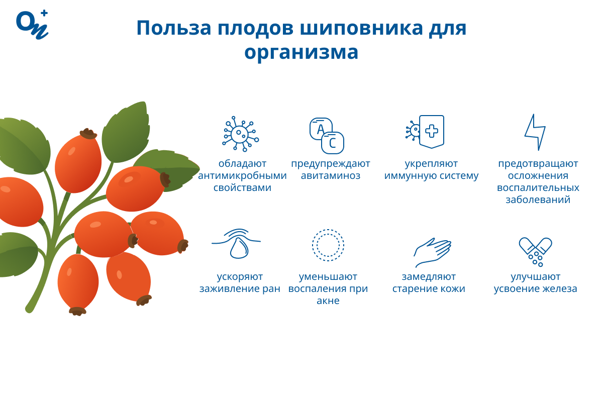 Чем полезен шиповник для здоровья?