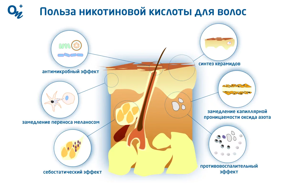 Плюсы и минусы никотиновой кислоты для волос — блог медицинского центра ОН  Клиник