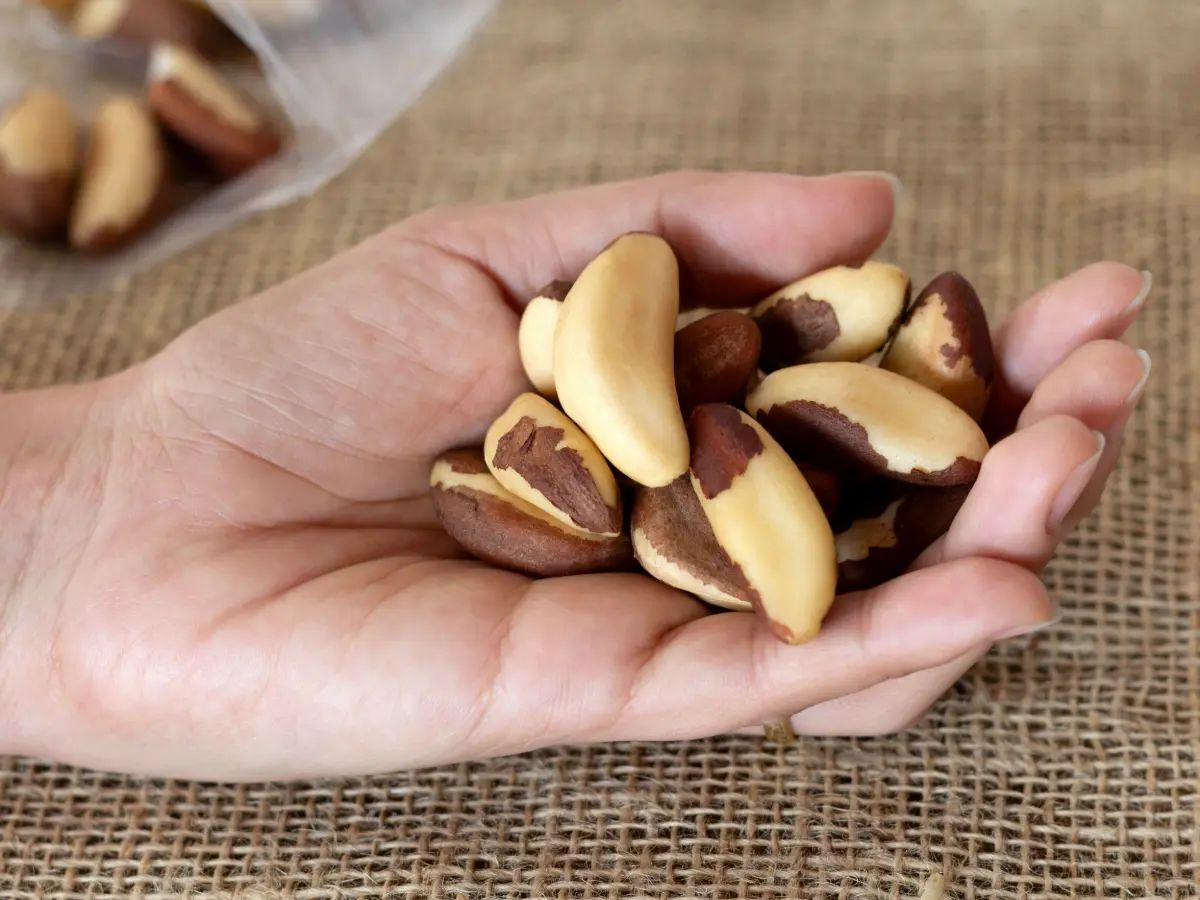 Бразильський горіх