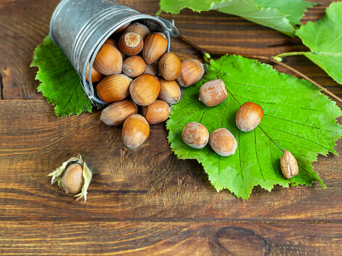 Лісові горіхи (ліщина)