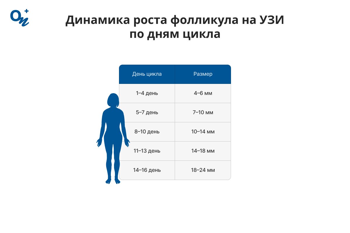 Динамика роста фолликула по дням цикла