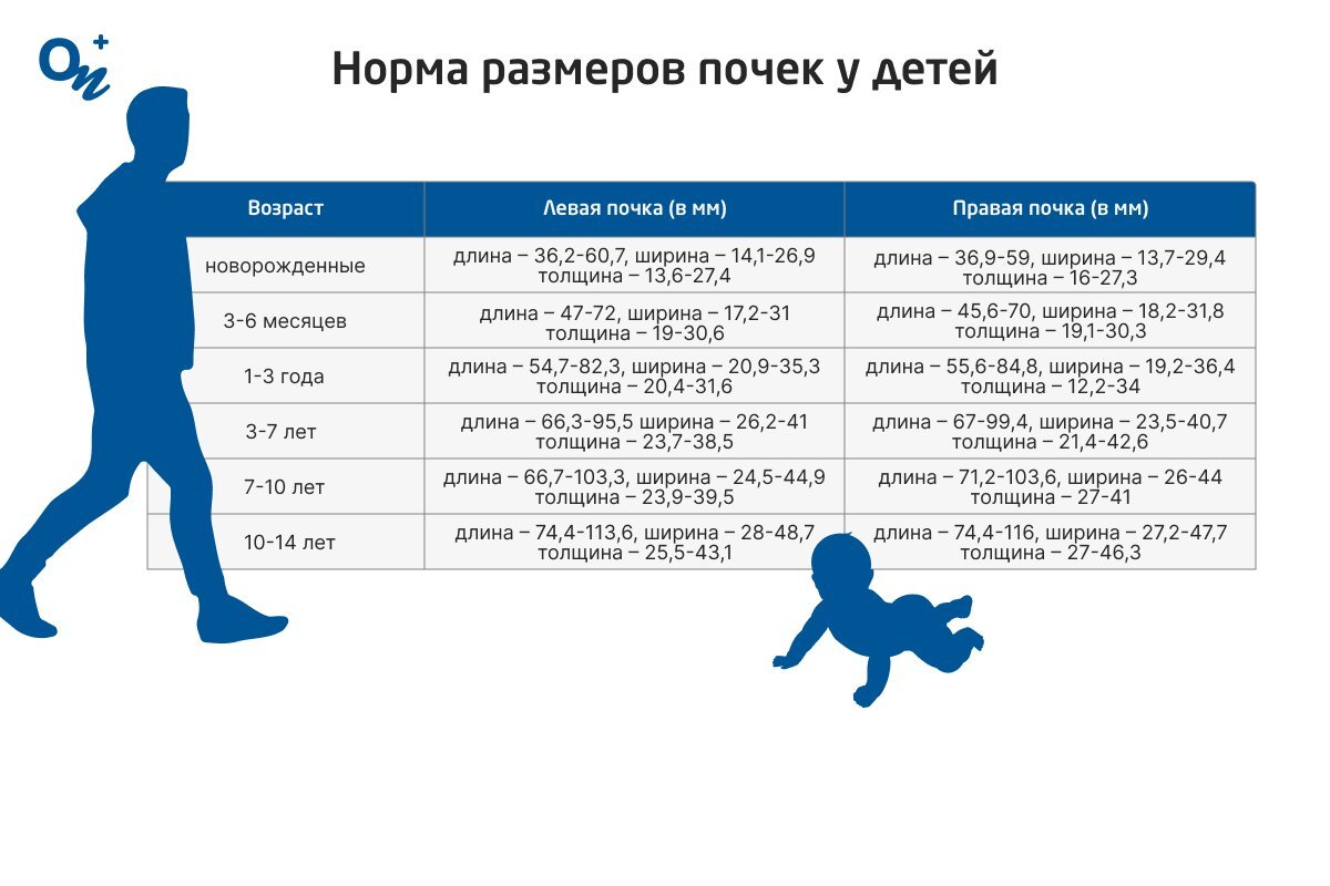 Таблица нормы размеров почек у детей по возрасту