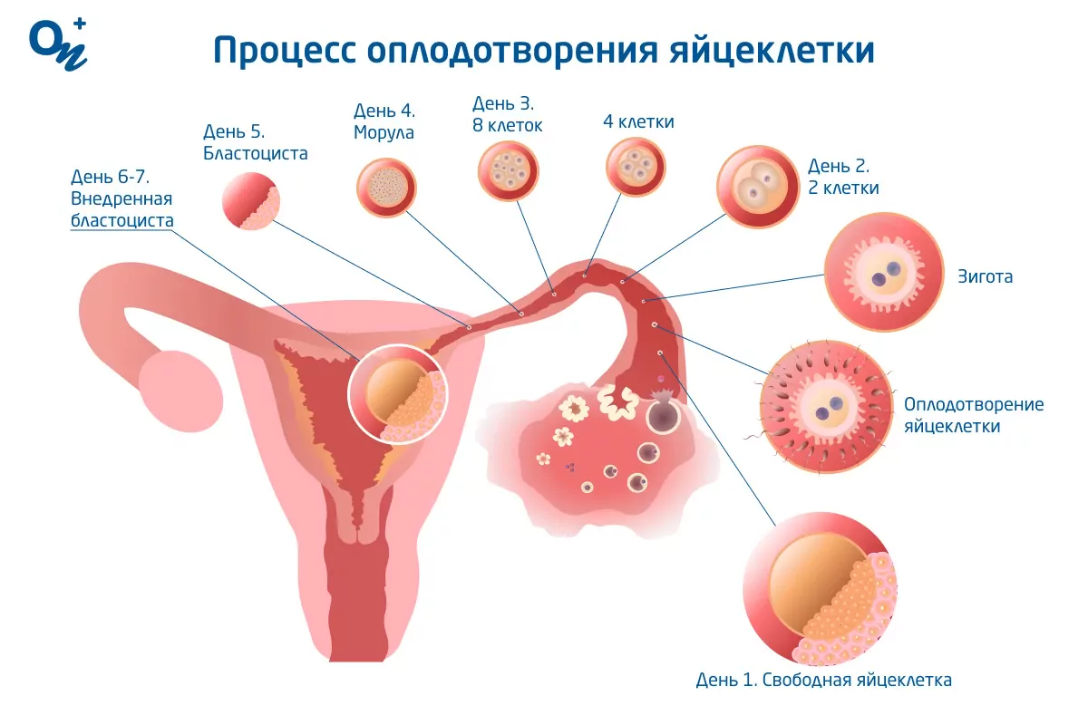 Сколько раз заниматься сексом, чтобы забеременеть: как ускорить беременность