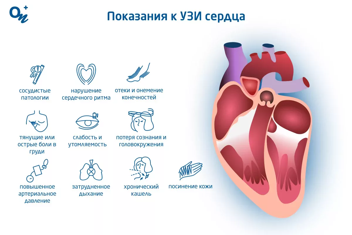 Что показывает УЗИ сердца (эхокардиография) — блог медицинского центра ОН  Клиник