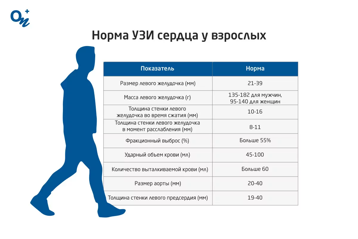 Что показывает УЗИ сердца (эхокардиография) — блог медицинского центра ОН  Клиник