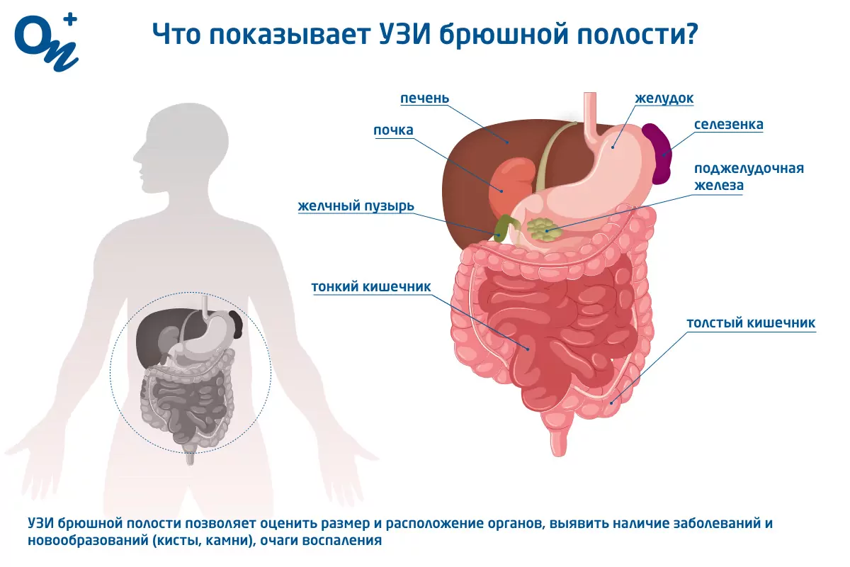 Что показывает УЗИ брюшной полости и как к нему подготовиться — блог  медицинского центра ОН Клиник