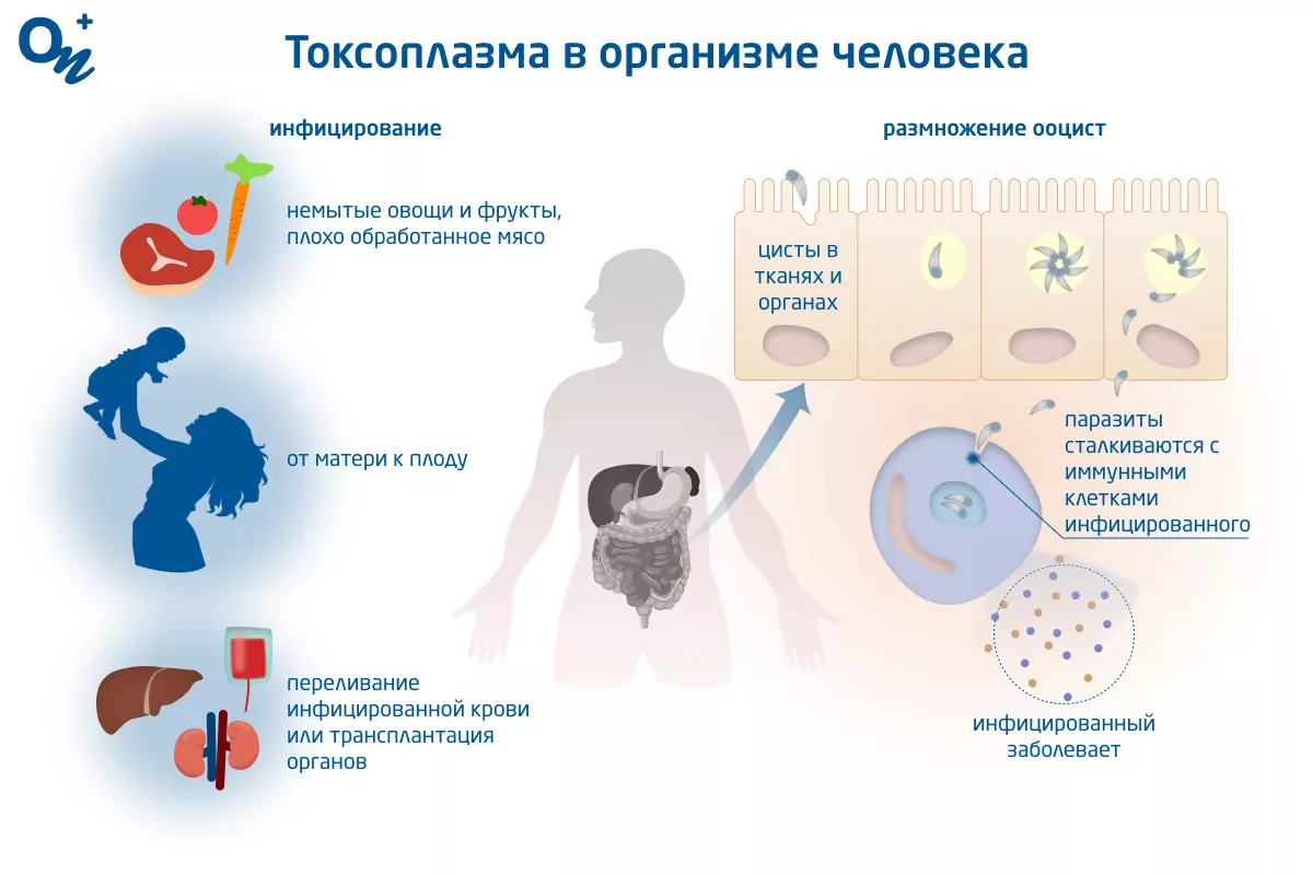 Как передается токсоплазмоз и можно ли его вылечить — блог медицинского  центра ОН Клиник