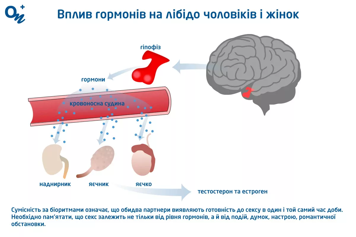 5 причин навчити дітей словам «пеніс» і «вульва» – Сексінфорія