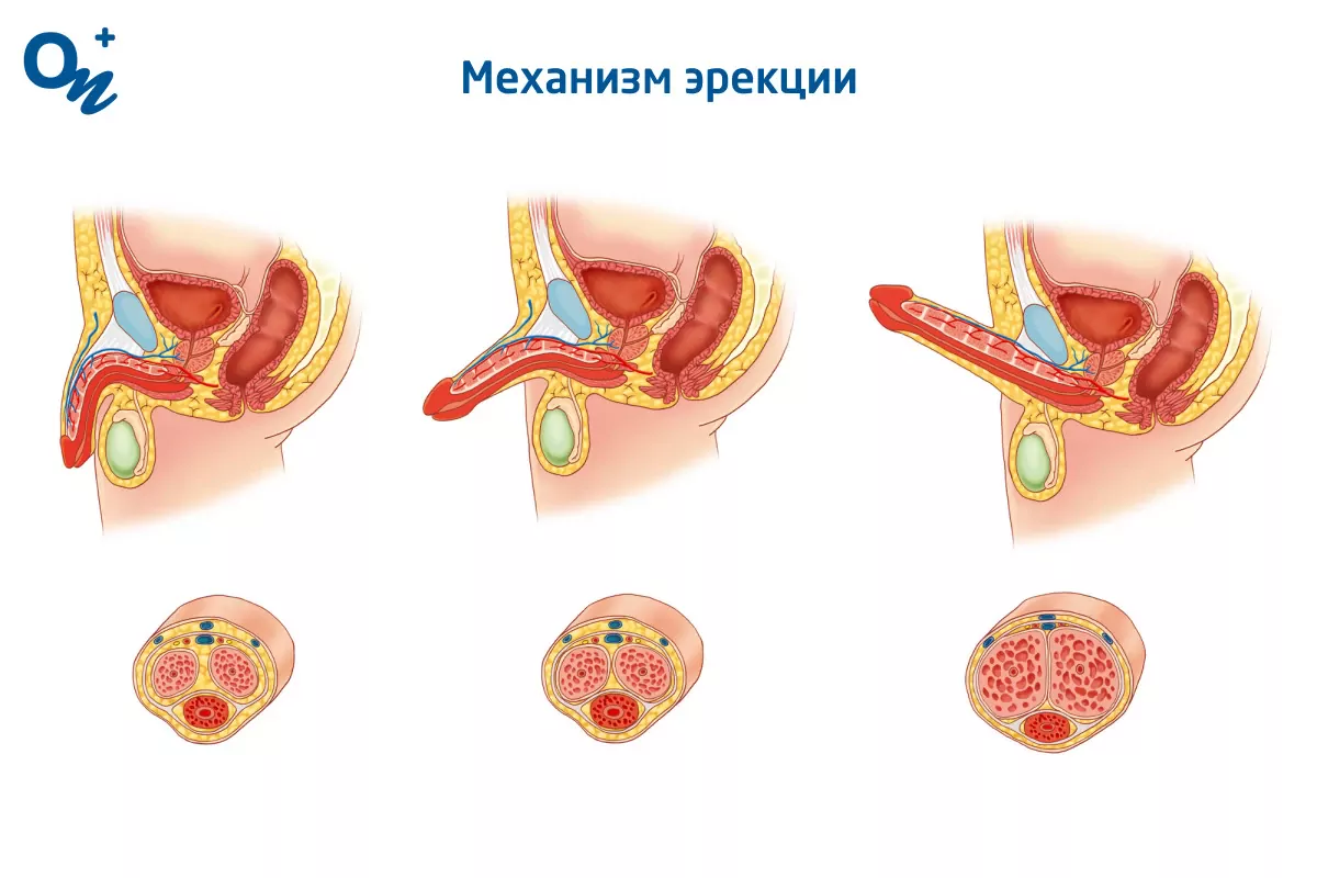 Популярные мифы о зачатии