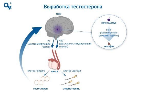 Влияние низкого уровня тестостерона на тренировочную производительность