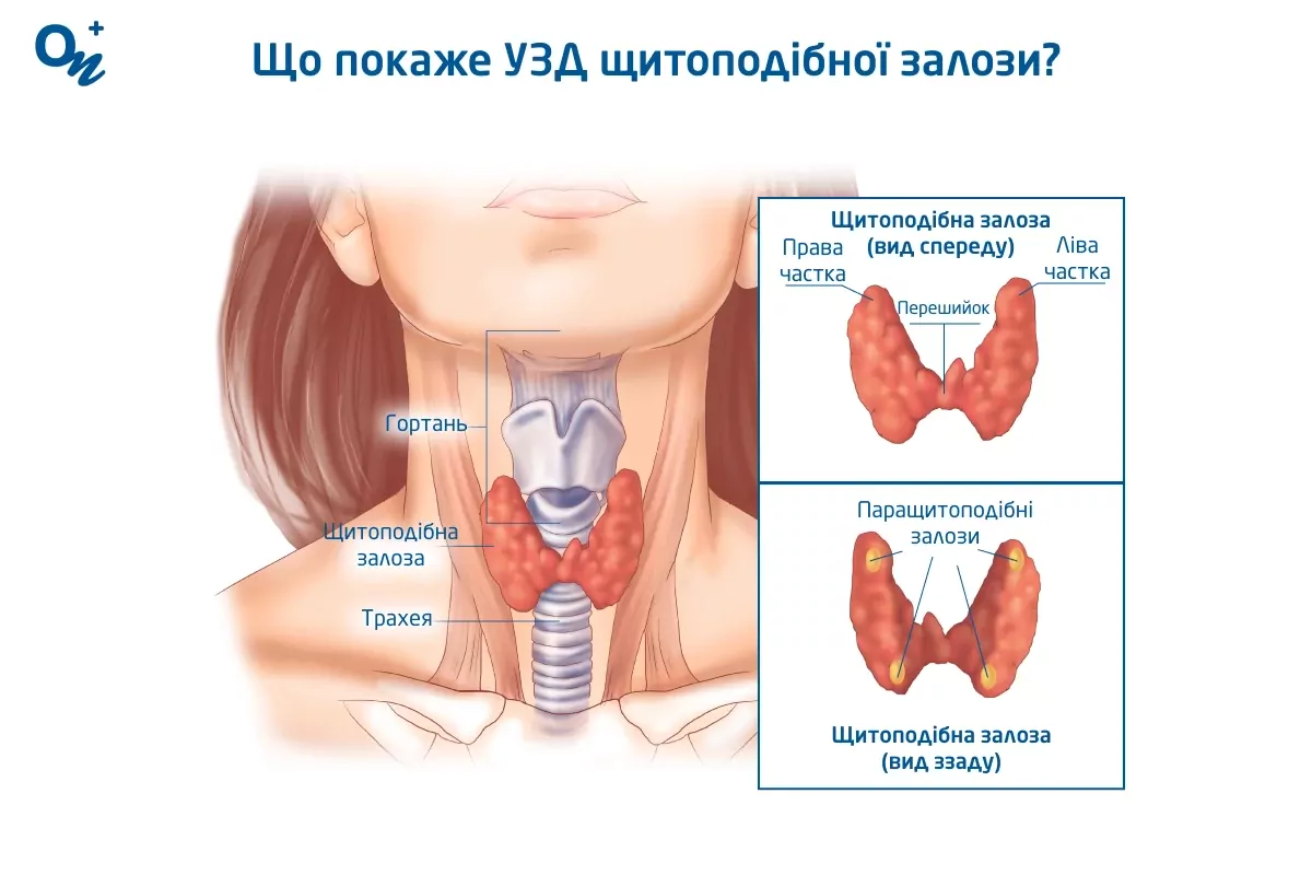 Що покаже УЗД щитовидної залози?