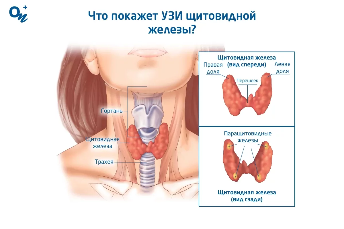 Что покажет УЗИ щитовидной железы?