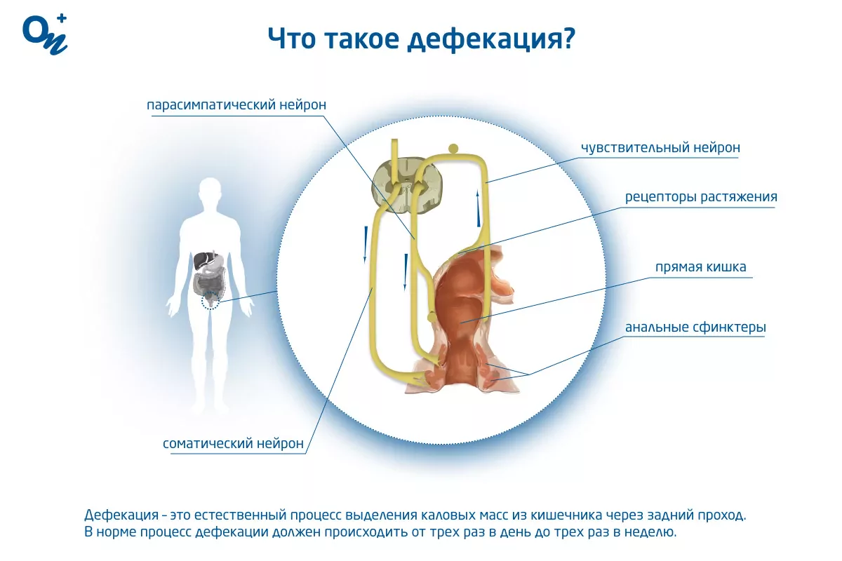 Что такое дефекация и как часто нужно ходить в туалет по-большому — блог  медицинского центра ОН Клиник