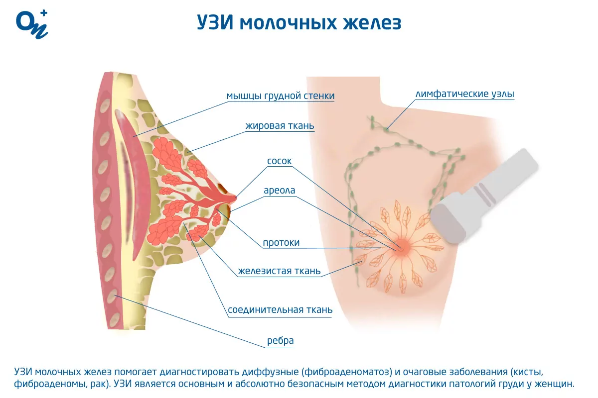 Узи молочных желез, для чего и как часто делать — блог медицинского центра  ОН Клиник