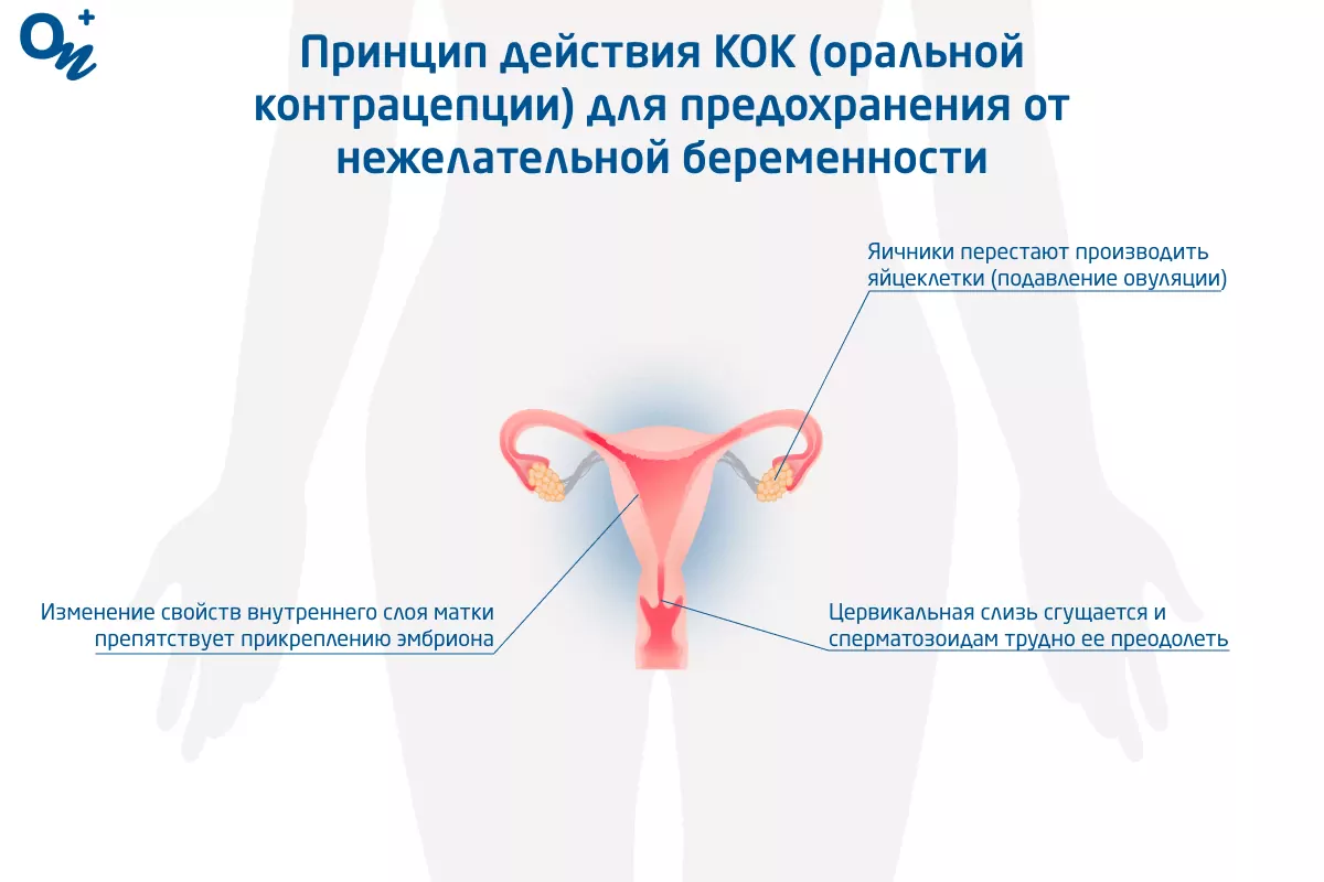 Оплодотворение и период раннего развития эмбриона — статья МЦРМ