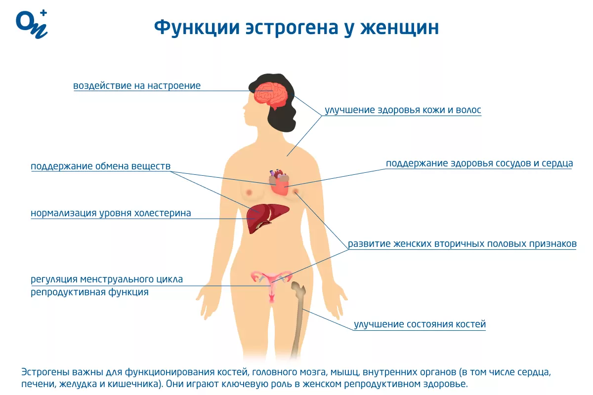 Какие бывают эстрогены и зачем они нужны — блог медицинского центра ОН  Клиник