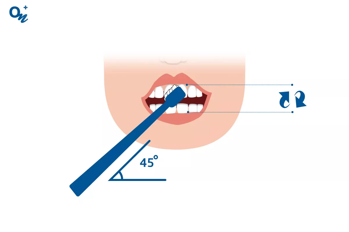 Очистите внешнюю поверхность зубов круговыми движениями от десен к краю зубов