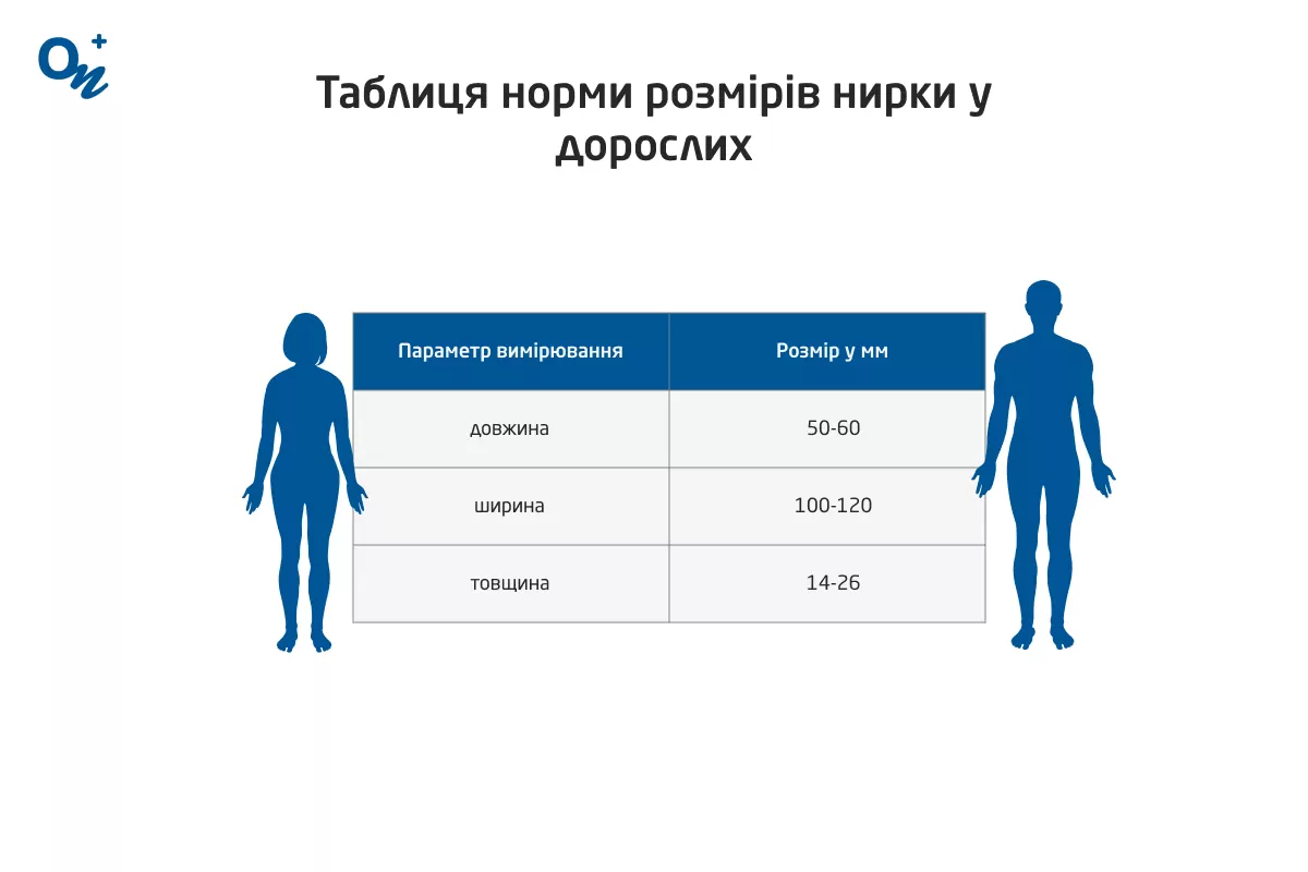 Таблиця норми розмірів нирки у дорослих